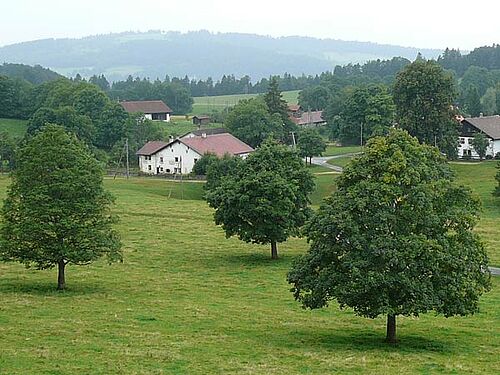 Le hameau des Prailats dans le Jura. Sur le pré au premier plan, il y a trois grands arbres isolés. Derière, il y a quatre fermes. En arrière-plan il y a des ciôllines et forêts.