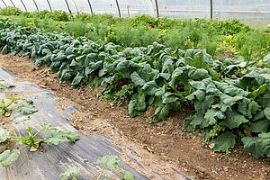 Sous un tunnel en plastic poussent divers légumes, chaque légume occupe une ligne ou deux. 