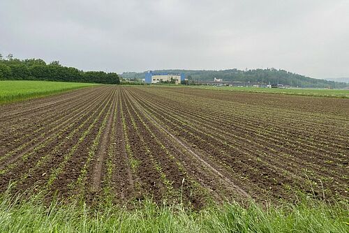  Un champ de betteraves sucrières