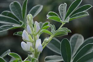 Un lupin blanc