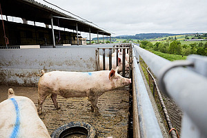 Un cochon dans l'espace extérieur.