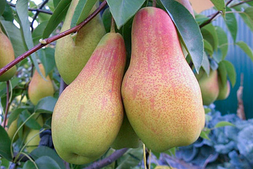 poire talgar beauty en gros plan sur l'arbre, rouge en haut verte en bas. 
