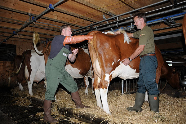 Un inséminateur féconde une vache dans une étable. À côté, un agriculteur.