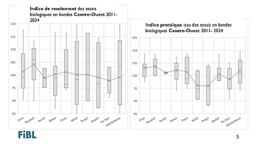 Valeurs indicielles du rendement et de la teneur en protéines des variétés de blé de mouture répertoriées dans les essais en bandes du FiBL de 2011 à 2024 dans la région Centre-Ouest.