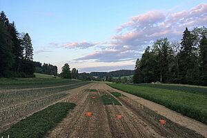 Champ de poireau juste après la plantation avec un forêt à coté