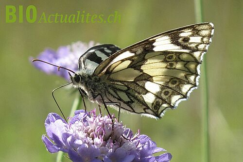 Un papillon sur une fleure