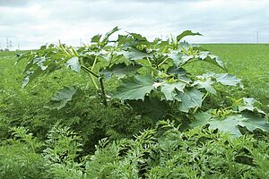 Datura stramoine fleurissant, dans un champ de carottes