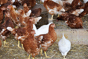 Poulettes. Photo: Bio Suisse, Flavia Müller.