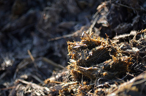 Fumier riche en fibres.