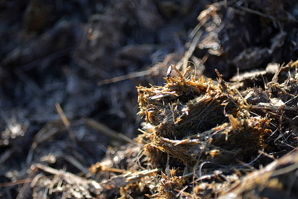 Fumier riche en fibres.