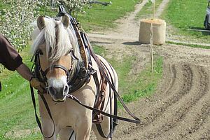 Tête de cheval blanc