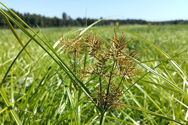 Feuilles vert clair et fleurs brunes du souchet comestible.