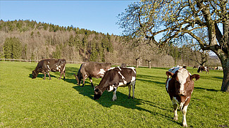 Vaches kiwicross tachetées sur un pâturage de pelouse courte.