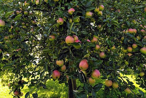 Une branche avec des pommes