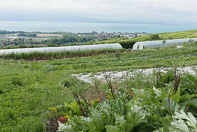 La permaculture et un lac