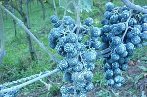 Grappes de raisins avec film blanchâtre dessus