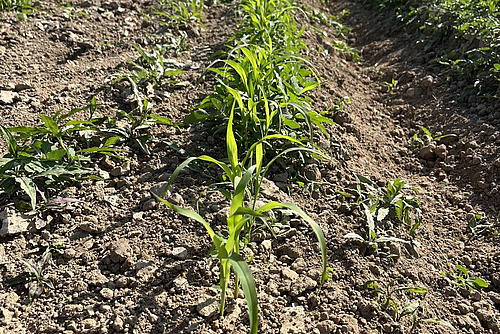 Petits plants de sorgho sucrier.