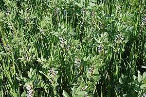 Plantes de féverole en fleur; entre deux, jeunes plantes d'avoine.