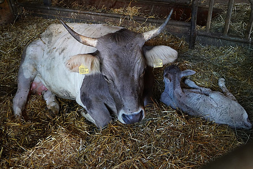 Une vache est couchée sur la paille avec son veau nouveau-né.