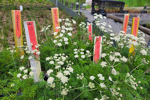 Plantes sauvages en fleurs dont les graines sont utilisées pour l'ensemencement.