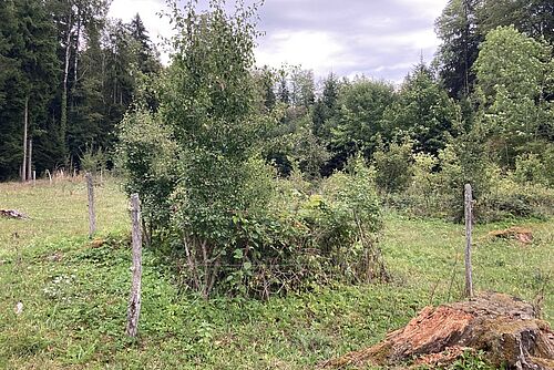 Arbustes à la lisière d'une forêt entourée d'une clôture.
