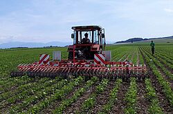 Herse-étrille rotative dans un champ de soja, le soja a environ 15 cm de haut. 