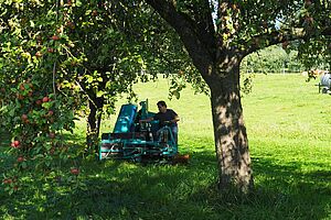 Tondeuse de gazon sous un arbre haute-tige