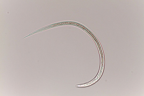 Larve d'un ver gastro-intestinal sous le microscope.