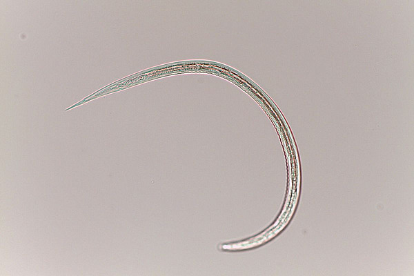 Larve d'un ver gastro-intestinal sous le microscope.