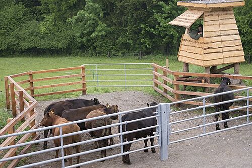 Un homme tire sur une vache.