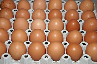 Oeufs bruns sur une plaque à oeufs en carton