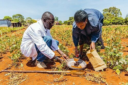 Recherche pour l'avenir agroécologique : Edward Karanja, de l'organisation partenaire « icipe » (International Centre of Insect Physiology and Ecology) au Kenya, prélève des échantillons de sol avec un agent de terrain. (Photo : Peter Lüthi)