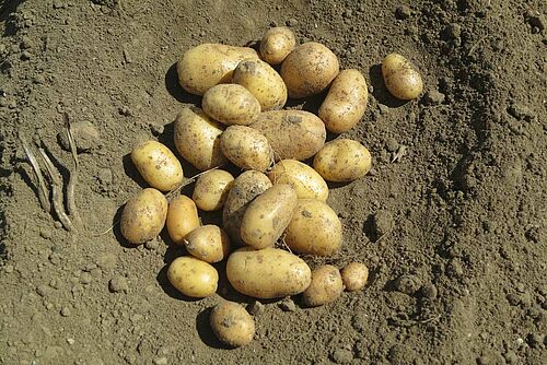 [Translate to Französisch:] Häufchen Kartoffelknollen auf Ackerboden