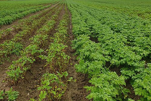 Deux variétés de pommes de terre côte à côte dans un champ, l'une avec des feuilles vertes denses, l'autre avec une population clairsemée et éparse.