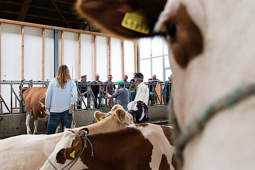 Paysans et conseillère avec des vaches dans une stabultation libre