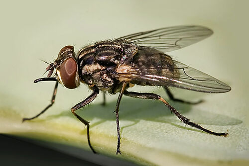 Mouche piqueuse en gros plan