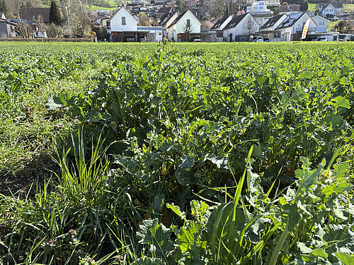  Dans un champ, il y a du colza sans floraison avec des hauteurs différentes par bandes.n Höhen. 