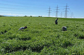 Dans un grand champ verdoyant, couvert de trèfle et d'herbe, trois personnes sont dispersées, certaines en position courbée. 
