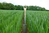 Au milieu d'un champ de blé en épiaison, une bêche plantée dans la terre.