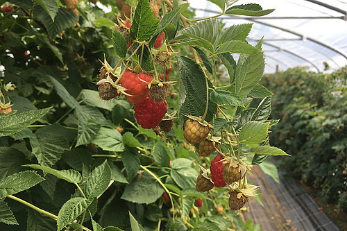 Framboises bio