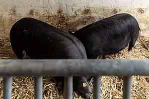 Deux cochons dans une baie avec de la paille.
