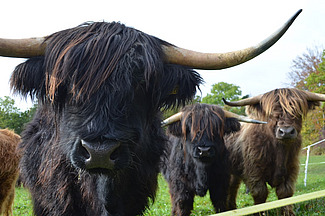 Un bœuf noir des Highlands écossais regarde l'objectif. À côté, on en voit deux autres à l'arrière-plan.