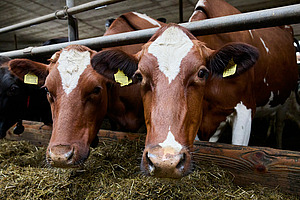 Têtes de deux vaches laitières dans le cornadis.