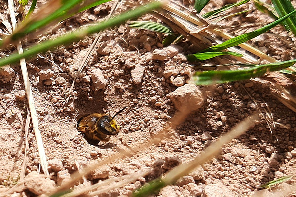 Une abeille sort d'un petit trou dans le sol entre les brins d'herbe. 