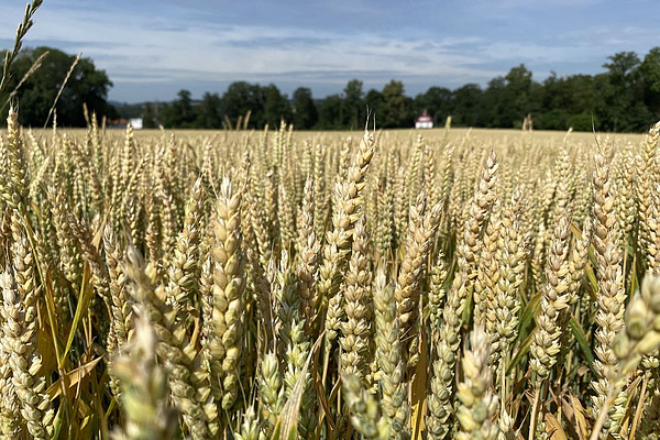 Champ de céréales aux épis mûrs et jaunes.
