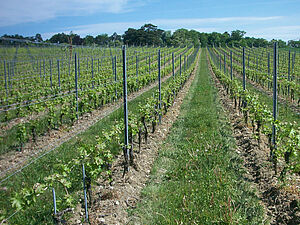 Sur la photo on voit trois rangées de vigne avec de l'herbe entre les vignes et le sol travaillé sur le rang.