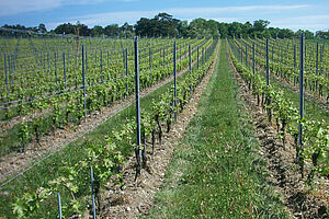 Sur la photo on voit trois rangées de vigne avec de l'herbe entre les vignes et le sol travaillé sur le rang.