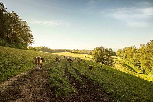 Des vaches sur un pâturage