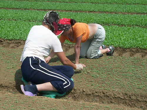 Deux femmes sont agenouillées sur une plate-bande de jeunes pousses de légumes pour arracher les mauvaises herbes.
