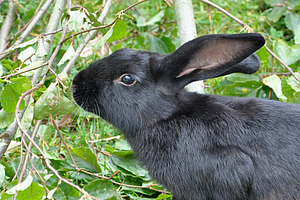 Un lapin noir dans le pré.